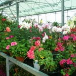 Adornos de jardines